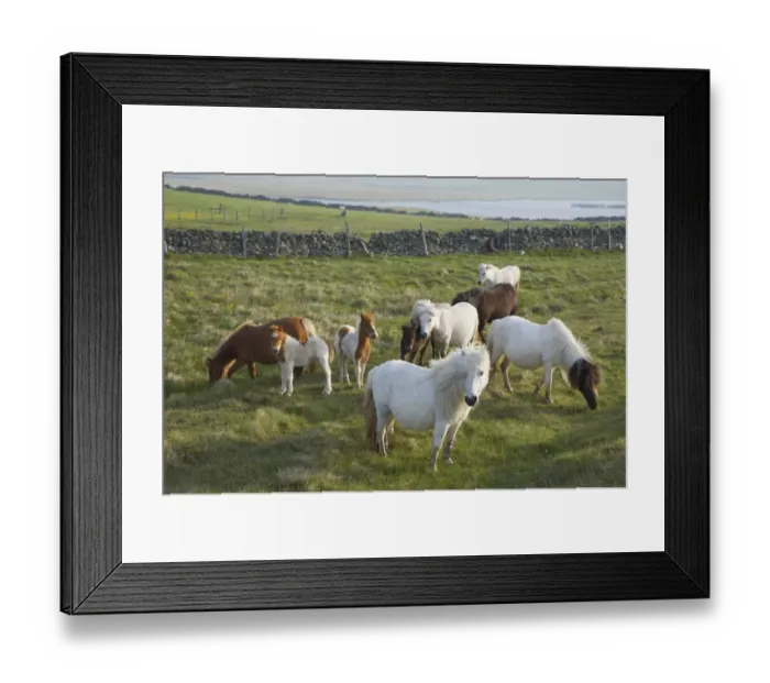 Framed Print : Shetland Pony, mares and foals, herd grazing in pasture, Unst, Shetland Islands, Scotland Framed Print : Shetland Pony, mares and foals, herd grazing in pasture, Unst, Shetland Islands, Scotland