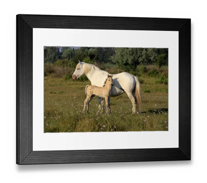 Framed Print : Camargue Horse, mare and foal, standing on grass, Saintes Marie de la Mer, Camargue, Bouches du Rhone, France
