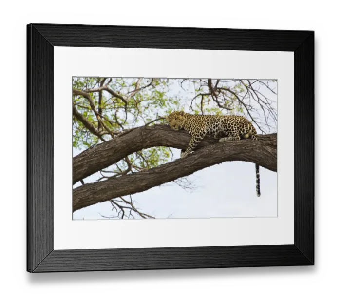 Framed Print : African Leopard (Panthera pardus pardus) adult, resting on tree branch, Okavango Delta, Botswana Framed Print : African Leopard (Panthera pardus pardus) adult, resting on tree branch, Okavango Delta, Botswana