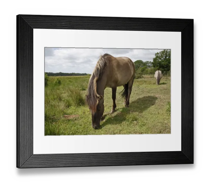 Framed Print : Konik Horse (Equus caballus gemelli) two adults, grazing at edge of river valley fen, Redgrave and Lopham Fen N. N. R. Waveney Valley, Suffolk, England, may Framed Print : Konik Horse (Equus caballus gemelli) two adults, grazing at edge of river valley fen, Redgrave and Lopham Fen N. N. R. Waveney Valley, Suffolk, England, may