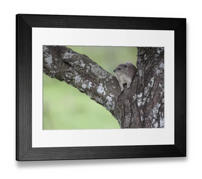 Framed Print : Yellow-spotted Rock Hyrax (Heterohyrax brucei) adult, resting on branch in tree, Serengeti N. P. Tanzania, november Framed Print : Yellow-spotted Rock Hyrax (Heterohyrax brucei) adult, resting on branch in tree, Serengeti N. P. Tanzania, november