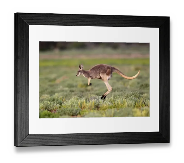Framed Print : Red Kangaroo (Macropus rufus) adult, jumping over low vegetation, Sturt N. P. New South Wales, Australia