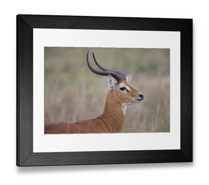 Framed Print : Kob (Kobus kob) adult male, close-up of head and neck, Queen Elizabeth N. P. Uganda Framed Print : Kob (Kobus kob) adult male, close-up of head and neck, Queen Elizabeth N. P. Uganda