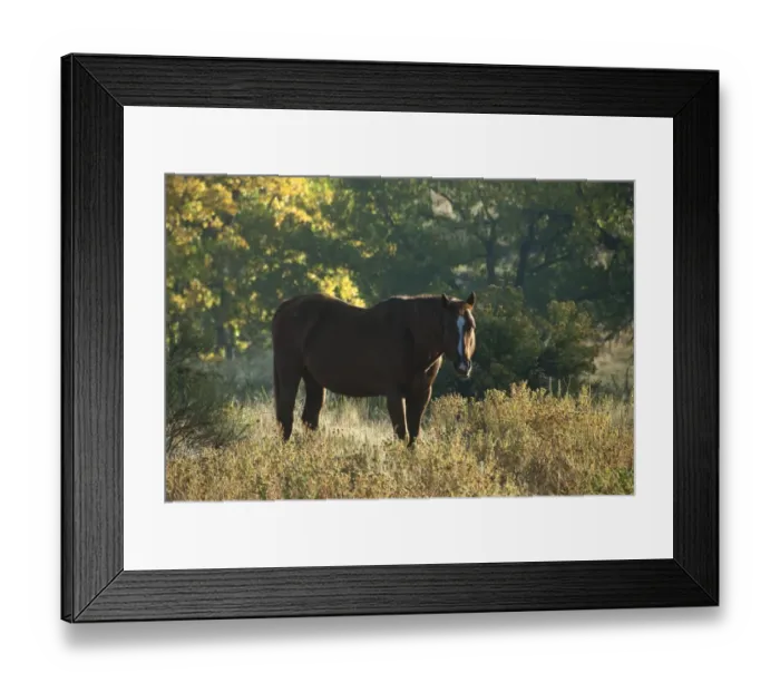 Framed Print : Wild Mustang (Equus caballus) adult, backlit, standing in vegetation, Black Hills Wild Horse Sanctuary, Black Hills, South Dakota, U. S. A. september Framed Print : Wild Mustang (Equus caballus) adult, backlit, standing in vegetation, Black Hills Wild Horse Sanctuary, Black Hills, South Dakota, U. S. A. september