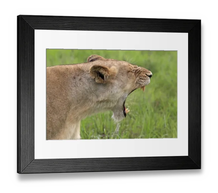 Framed Print : Lion (Panthera leo) adult female, yawning, close-up of head, Sabi Sabi Game Reserve, Kruger N. P. South Africa