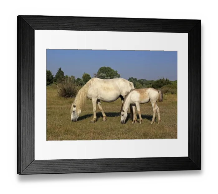 Framed Print : Camargue Horse, mare and foal, grazing on grass, Saintes Marie de la Mer, Camargue, Bouches du Rhone, France Framed Print : Camargue Horse, mare and foal, grazing on grass, Saintes Marie de la Mer, Camargue, Bouches du Rhone, France