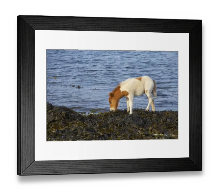 Framed Print : Shetland Pony, foal, feeding on seaweed at shoreline, Unst, Shetland Islands, Scotland