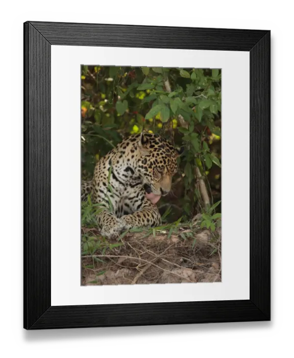 Framed Print : Jaguar (Panthera onca) adult male, grooming leg, Porto Jofre, Mato Grosso, Brazil, september Framed Print : Jaguar (Panthera onca) adult male, grooming leg, Porto Jofre, Mato Grosso, Brazil, september