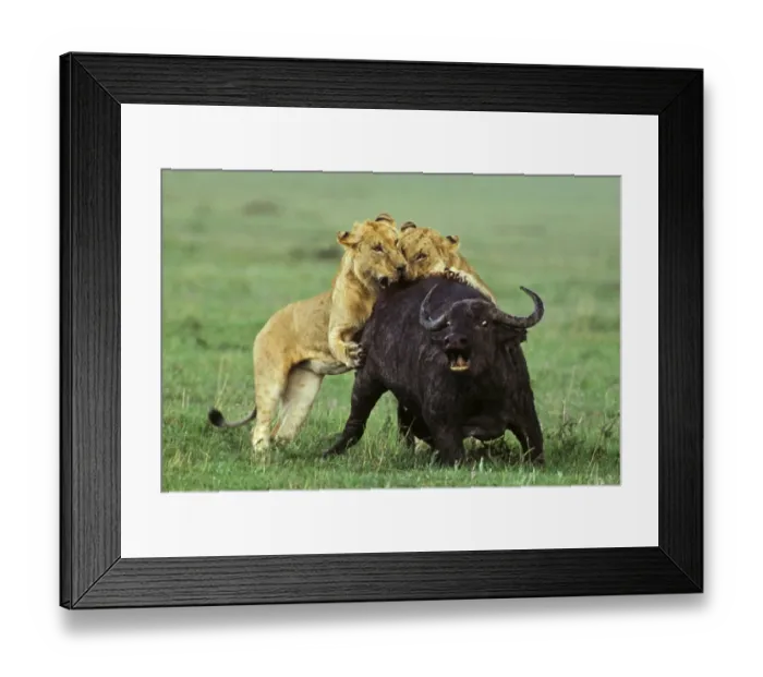 Framed Print : Lion (Panthera leo) two immature males, hunting and killing African Buffalo (Syncerus caffer), Masai Mara, Kenya Framed Print : Lion (Panthera leo) two immature males, hunting and killing African Buffalo (Syncerus caffer), Masai Mara, Kenya