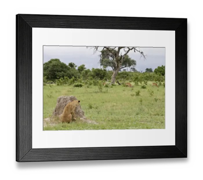 Framed Print : Lion (Panthera leo) young, hiding behind termite mound, watching Impala (Aepyceros melampus) grazing, Savute, Chobe N. P. Botswana Framed Print : Lion (Panthera leo) young, hiding behind termite mound, watching Impala (Aepyceros melampus) grazing, Savute, Chobe N. P. Botswana