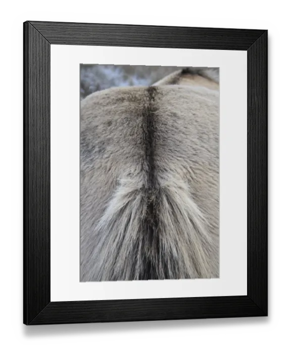 Framed Print : Konik Horse, gelding, close-up of dorsal stripe, in river valley fen, Redgrave and Lopham Fen N. N. R. Waveney Valley, Suffolk, England, november Framed Print : Konik Horse, gelding, close-up of dorsal stripe, in river valley fen, Redgrave and Lopham Fen N. N. R. Waveney Valley, Suffolk, England, november