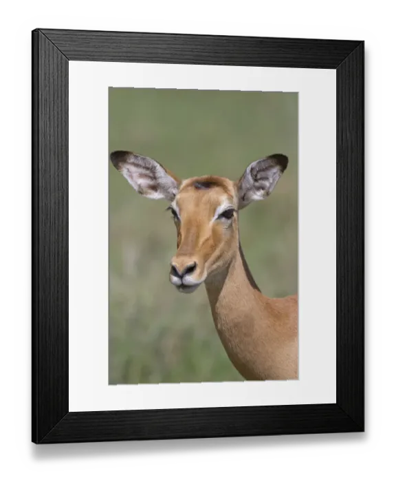 Framed Print : Impala (Aepyceros melampus) adult female, close-up of head, Serengeti N. P. Tanzania, november Framed Print : Impala (Aepyceros melampus) adult female, close-up of head, Serengeti N. P. Tanzania, november