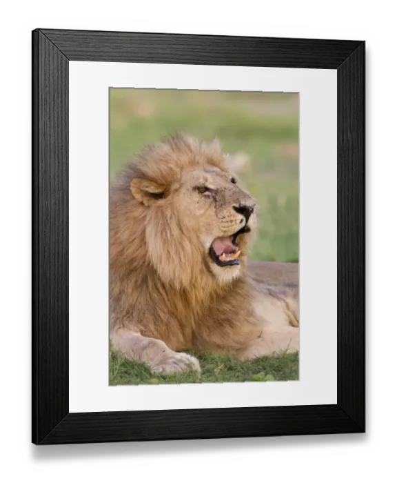 Framed Print : Lion (Panthera leo) adult male, yawning, close-up of head, resting on grass, Okavango Delta, Botswana Framed Print : Lion (Panthera leo) adult male, yawning, close-up of head, resting on grass, Okavango Delta, Botswana