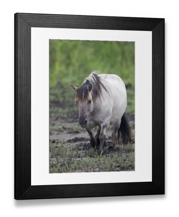 Framed Print : Konik Horse (Equus caballus gemelli) adult, walking in mud amongst mare's-tail on marsh, Minsmere RSPB Reserve, Suffolk, England, july Framed Print : Konik Horse (Equus caballus gemelli) adult, walking in mud amongst mare's-tail on marsh, Minsmere RSPB Reserve, Suffolk, England, july