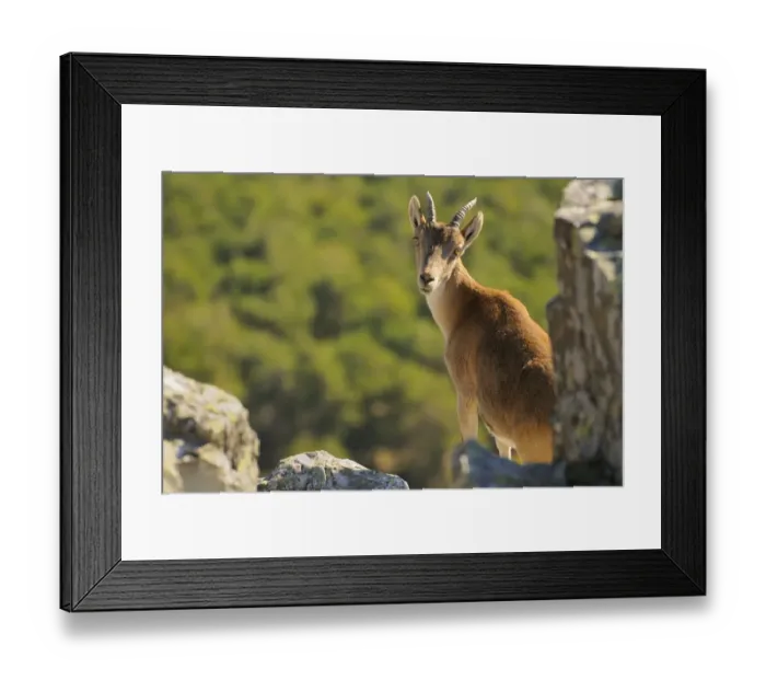 Framed Print : Western Spanish Ibex (Capra pyrenaica victoriae) adult female, looking over shoulder, standing amongst rocks, Pena de Francia, Parque Natural de Las Batuecas, Sierra de Francia, Salamanca, Castile and Leon, Spain, october Framed Print : Western Spanish Ibex (Capra pyrenaica victoriae) adult female, looking over shoulder, standing amongst rocks, Pena de Francia, Parque Natural de Las Batuecas, Sierra de Francia, Salamanca, Castile and Leon, Spain, october