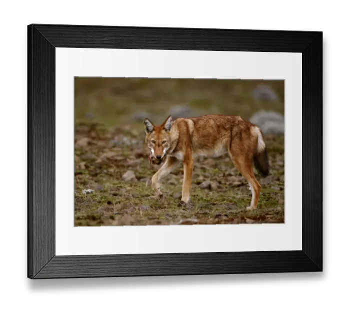 Framed Print : Ethiopian Wolf (Canis simensis) adult, feeding on Giant Mole-rat (Tachyoryctes macrocephalus) prey, Sanetti Plateau, Bale Mountains N. P. Oromia, Ethiopia