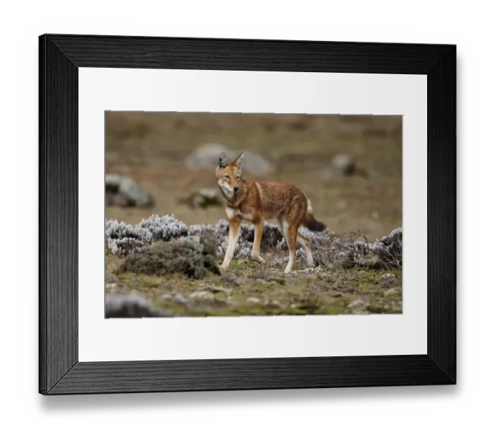 Framed Print : Ethiopian Wolf (Canis simensis) adult female, running on afro-alpine moorland, Bale Mountains, Oromia, Ethiopia Framed Print : Ethiopian Wolf (Canis simensis) adult female, running on afro-alpine moorland, Bale Mountains, Oromia, Ethiopia