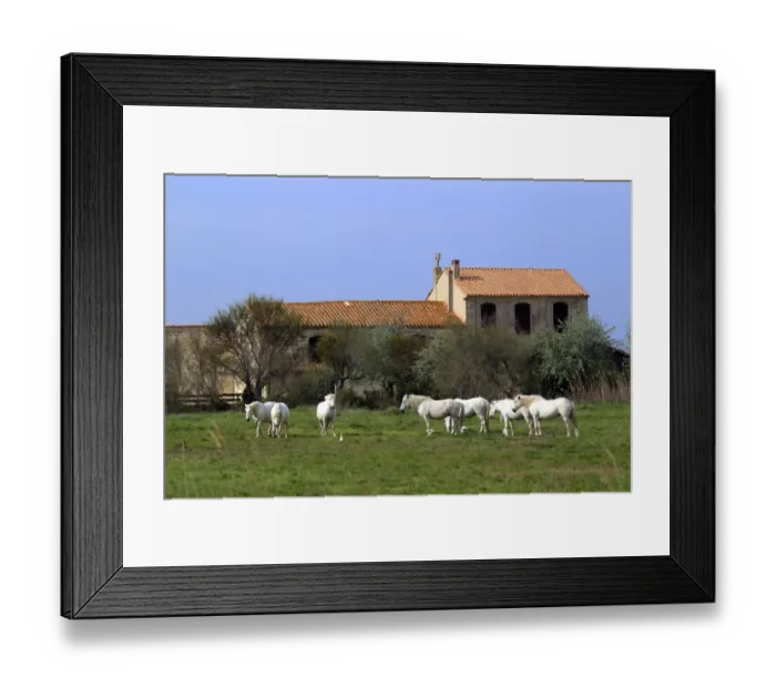 Framed Print : Camargue Horse, herd, standing on grass near building, Saintes Marie de la Mer, Camargue, Bouches du Rhone, France Framed Print : Camargue Horse, herd, standing on grass near building, Saintes Marie de la Mer, Camargue, Bouches du Rhone, France