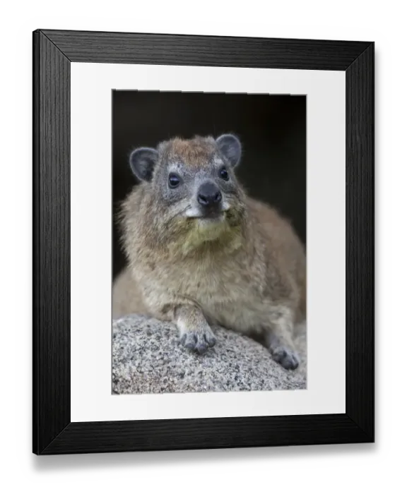 Framed Print : Cape Rock Hyrax (Procavia capensis) adult, resting on rock, Serengeti N. P. Tanzania, november Framed Print : Cape Rock Hyrax (Procavia capensis) adult, resting on rock, Serengeti N. P. Tanzania, november