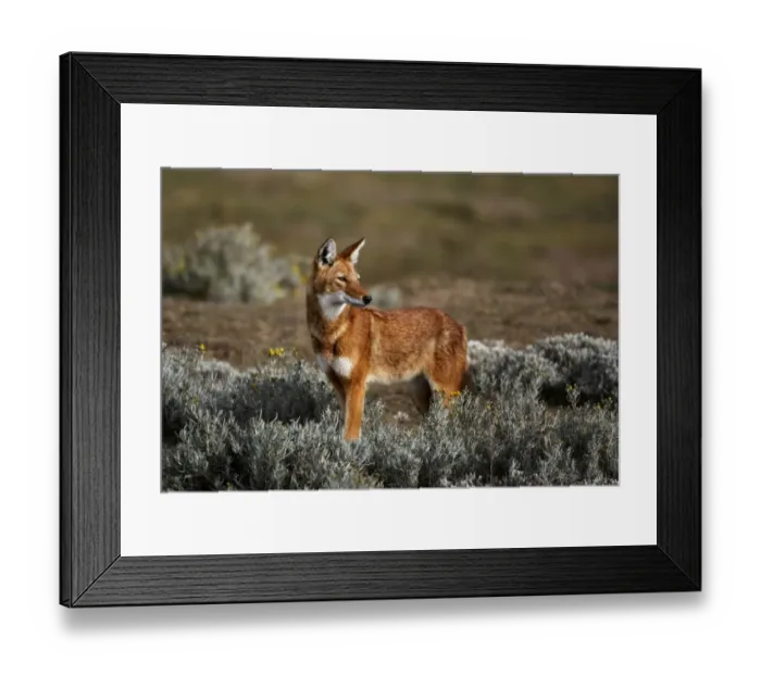 Framed Print : Ethiopian Wolf (Canis simensis) adult, standing in afro-alpine moorland habitat, Bale Mountains N. P. Oromia, Ethiopia