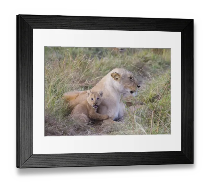 Framed Print : Lion (Panthera leo) adult female with cub, resting, Masai Mara, Kenya Framed Print : Lion (Panthera leo) adult female with cub, resting, Masai Mara, Kenya