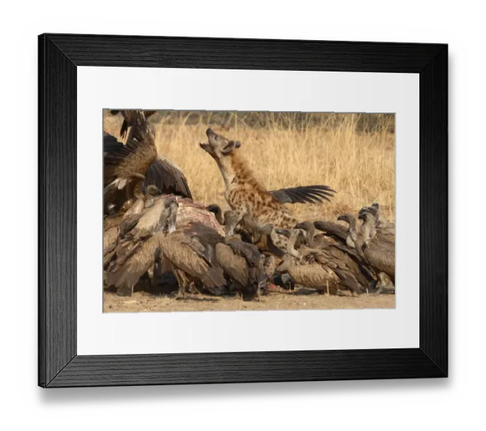 Framed Print : Spotted Hyena (Crocuta crocuta) adult, jumping up at White-backed Vulture (Gyps africanus) flock, interspecific aggression, feeding at African Buffalo (Syncerus caffer) carcass, South Luangwa N. P. Zambia