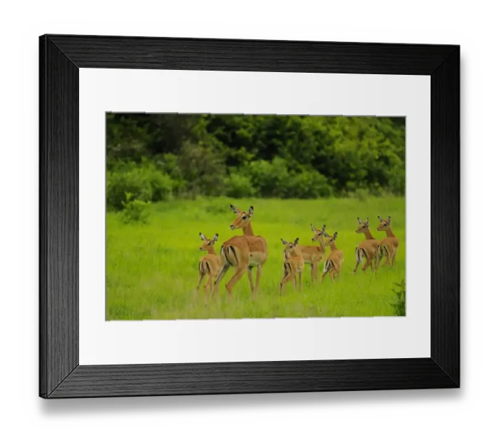 Framed Print : Impala (Aepyceros melampus) adult female with young, group standing alert in creche, Ruaha N. P. Tanzania Framed Print : Impala (Aepyceros melampus) adult female with young, group standing alert in creche, Ruaha N. P. Tanzania