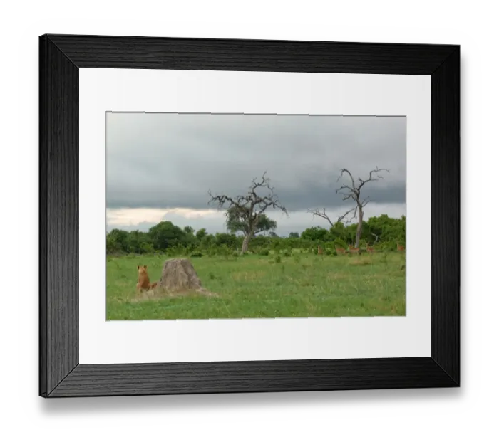 Framed Print : Lion (Panthera leo) immature, sitting beside termite mound, watching Impala (Aepyceros melampus) herd, Savute, Chobe N. P. Botswana Framed Print : Lion (Panthera leo) immature, sitting beside termite mound, watching Impala (Aepyceros melampus) herd, Savute, Chobe N. P. Botswana