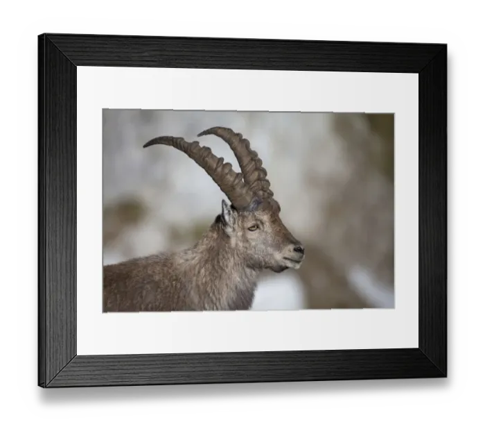 Framed Print : Alpine Ibex (Capra ibex) adult male, close-up of head, Niederhorn, Swiss Alps, Bernese Oberland, Switzerland, june Framed Print : Alpine Ibex (Capra ibex) adult male, close-up of head, Niederhorn, Swiss Alps, Bernese Oberland, Switzerland, june