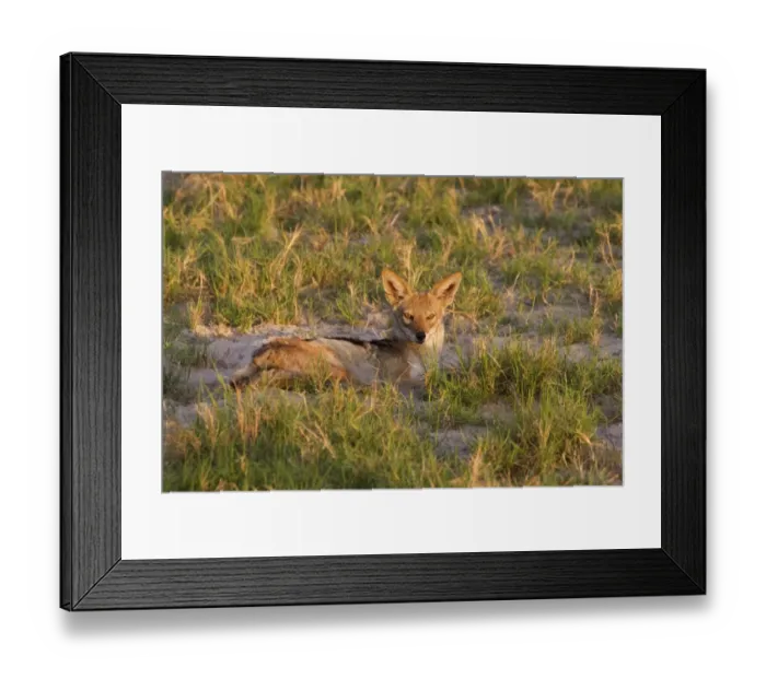 Framed Print : Black-backed Jackal (Canis mesomelas) adult, resting on ground in evening sunlight, Okavango Delta, Botswana Framed Print : Black-backed Jackal (Canis mesomelas) adult, resting on ground in evening sunlight, Okavango Delta, Botswana
