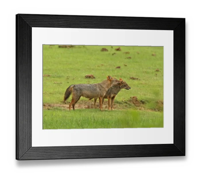 Framed Print : Golden Jackal (Canis aureus) adult pair, mutual grooming, standing in grassland, Yala N. P. Sri Lanka, december Framed Print : Golden Jackal (Canis aureus) adult pair, mutual grooming, standing in grassland, Yala N. P. Sri Lanka, december