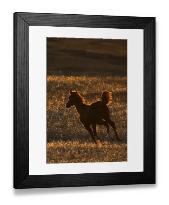 Framed Print : Wild Mustang (Equus caballus) foal, cantering on prairie, backlit at sunset, Southern Montana, U. S. A. october Framed Print : Wild Mustang (Equus caballus) foal, cantering on prairie, backlit at sunset, Southern Montana, U. S. A. october