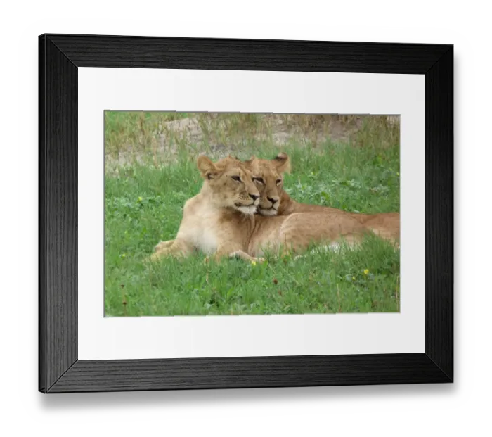Framed Print : Lion (Panthera leo) two immatures, resting together, Savute, Chobe N. P. Botswana Framed Print : Lion (Panthera leo) two immatures, resting together, Savute, Chobe N. P. Botswana