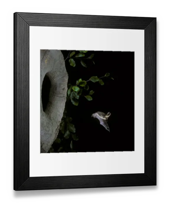 Framed Print : Brown Long-eared Bat (Plecotus auritus) adult, in flight from hole in tree, England Framed Print : Brown Long-eared Bat (Plecotus auritus) adult, in flight from hole in tree, England