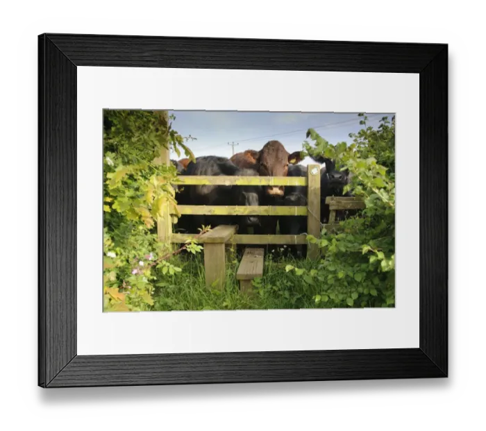 Framed Print : Domestic Cattle, beef herd, gathered at public footpath stile entering field, Rosamond and Perkin's Village, Devon, England, may