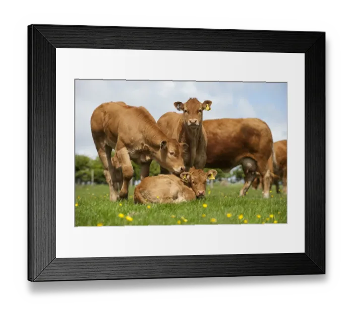 Framed Print : Domestic Cattle, Limousin, young calves, with cows in background, in pasture on hill farm, Lancashire, England, may Framed Print : Domestic Cattle, Limousin, young calves, with cows in background, in pasture on hill farm, Lancashire, England, may