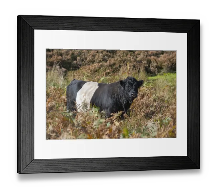 Framed Print : Domestic Cattle, Belted Galloway bull, standing amongst bracken on fell, Croasdale, Slaidburn, Forest of Bowland Framed Print : Domestic Cattle, Belted Galloway bull, standing amongst bracken on fell, Croasdale, Slaidburn, Forest of Bowland