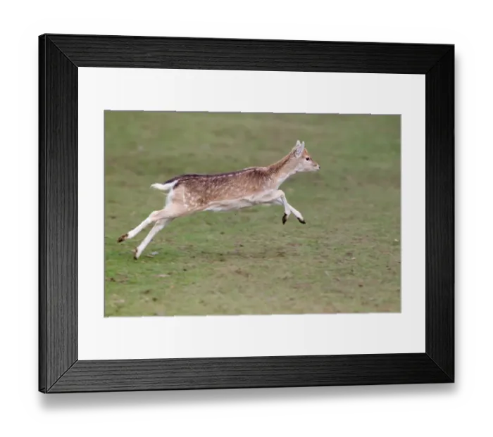 Framed Print : Fallow Deer (Dama dama) fawn, running, Knole Park, Kent, England, february Framed Print : Fallow Deer (Dama dama) fawn, running, Knole Park, Kent, England, february