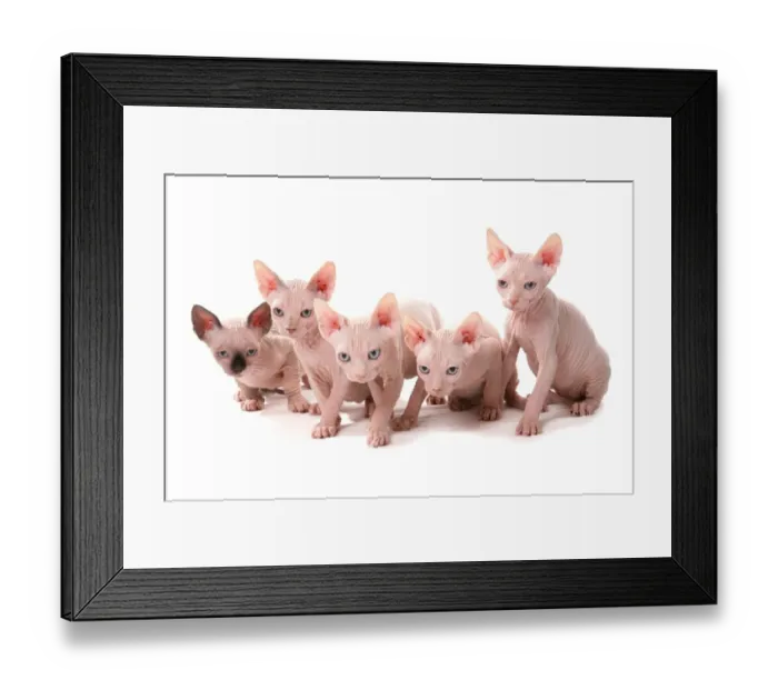 Framed Print : Domestic Cat, Sphynx, five kittens, sitting Framed Print : Domestic Cat, Sphynx, five kittens, sitting