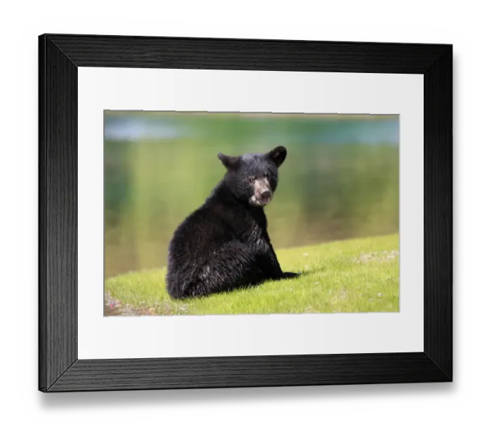Framed Print : American Black Bear (Ursus americanus) six-month old cub, sitting at edge of water, Montana, U. S. A. june (captive) Framed Print : American Black Bear (Ursus americanus) six-month old cub, sitting at edge of water, Montana, U. S. A. june (captive)
