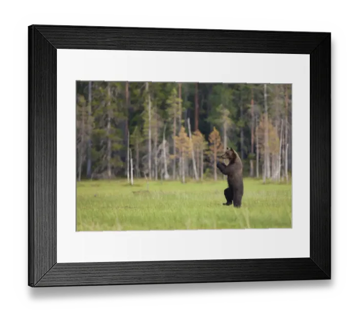 Framed Print : European Brown Bear (Ursus arctos arctos) adult, standing on hind legs at edge of coniferous forest habitat, Finland, july Framed Print : European Brown Bear (Ursus arctos arctos) adult, standing on hind legs at edge of coniferous forest habitat, Finland, july
