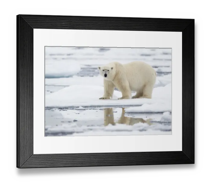 Framed Print : Polar Bear (Ursus maritimus) adult, standing on pack ice, Svalbard Framed Print : Polar Bear (Ursus maritimus) adult, standing on pack ice, Svalbard
