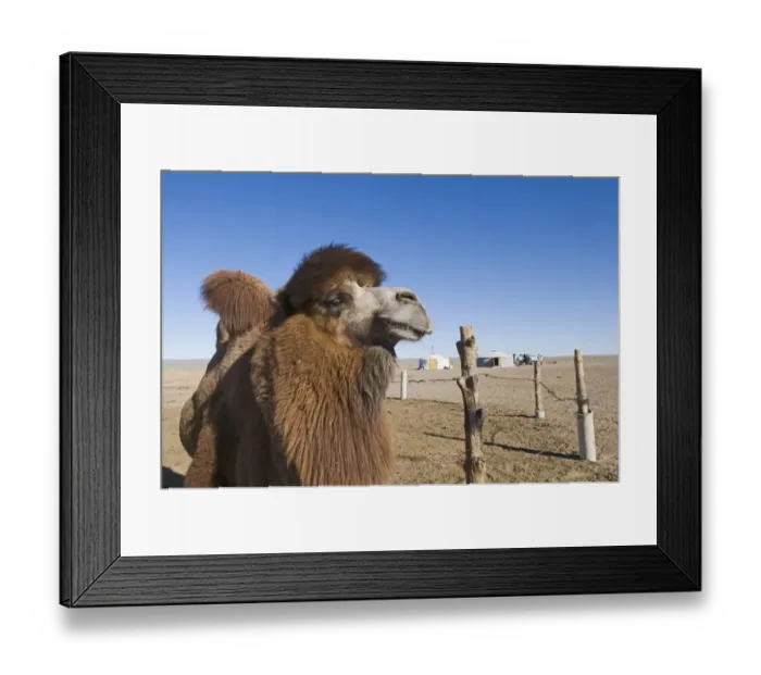 Framed Print : Domesticated Bactrian Camel (Camelus bactrianus) breeding male, close-up of head, in pen at nomads camp, Khongoryn Els Sand Dunes, Southern Gobi Desert, Mongolia, october Framed Print : Domesticated Bactrian Camel (Camelus bactrianus) breeding male, close-up of head, in pen at nomads camp, Khongoryn Els Sand Dunes, Southern Gobi Desert, Mongolia, october