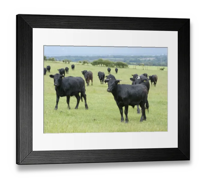 Framed Print : Domestic Cattle, Dexter beef herd, standing in pasture, Bradford, West Yorkshire, England, july