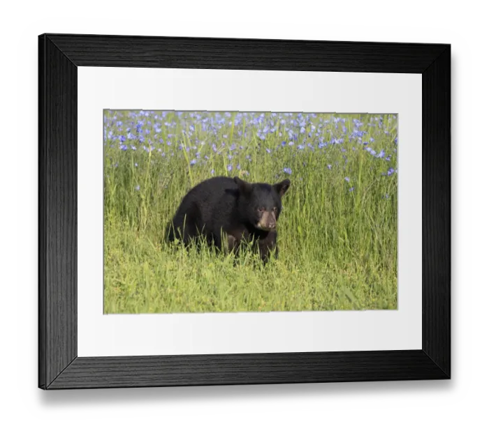 Framed Print : American Black Bear (Ursus americanus) six-month old cub, walking in meadow, Montana, U. S. A. june (captive) Framed Print : American Black Bear (Ursus americanus) six-month old cub, walking in meadow, Montana, U. S. A. june (captive)