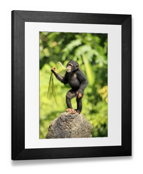 Framed Print : Chimpanzee (Pan troglodytes) young, feeding on palm frond, standing on rock (captive) Framed Print : Chimpanzee (Pan troglodytes) young, feeding on palm frond, standing on rock (captive)