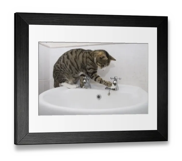 Framed Print : Domestic Cat, tabby and white, adult female, drinking from sink tap in bathroom, England Framed Print : Domestic Cat, tabby and white, adult female, drinking from sink tap in bathroom, England