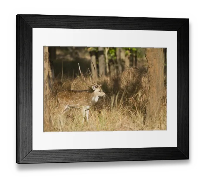 Framed Print : Spotted Deer (Axis axis) adult male, standing in forest, Bandhavgarh N. P. Madhya Pradesh, India Framed Print : Spotted Deer (Axis axis) adult male, standing in forest, Bandhavgarh N. P. Madhya Pradesh, India