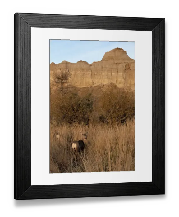 Framed Print : Mule Deer (Odocoileus hemionus) two does, standing amongst long grass, in badlands habitat, Dinosaur Provincial Park, Alberta, Canada, october Framed Print : Mule Deer (Odocoileus hemionus) two does, standing amongst long grass, in badlands habitat, Dinosaur Provincial Park, Alberta, Canada, october