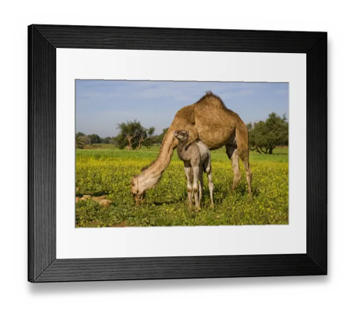 Framed Print : Dromedary Camel (Camelus dromedarius) adult female with young, feeding, standing amongst wildflowers, near Essaouira, Morocco, february Framed Print : Dromedary Camel (Camelus dromedarius) adult female with young, feeding, standing amongst wildflowers, near Essaouira, Morocco, february